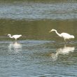 Aigrette garzette et Grande Aigrette